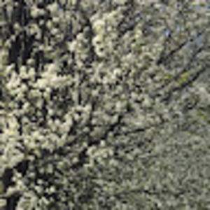 Meet your Posher, Khitam